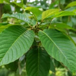 Two Ole Miss Students Die in Separate Incidents as Kratom Is Found During Investigations