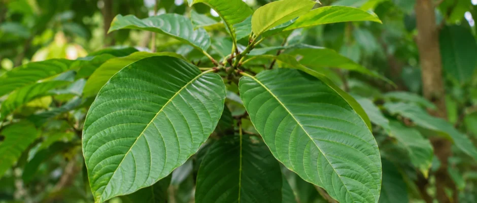 Mitragyna speciosa kratom leaves on the tree.