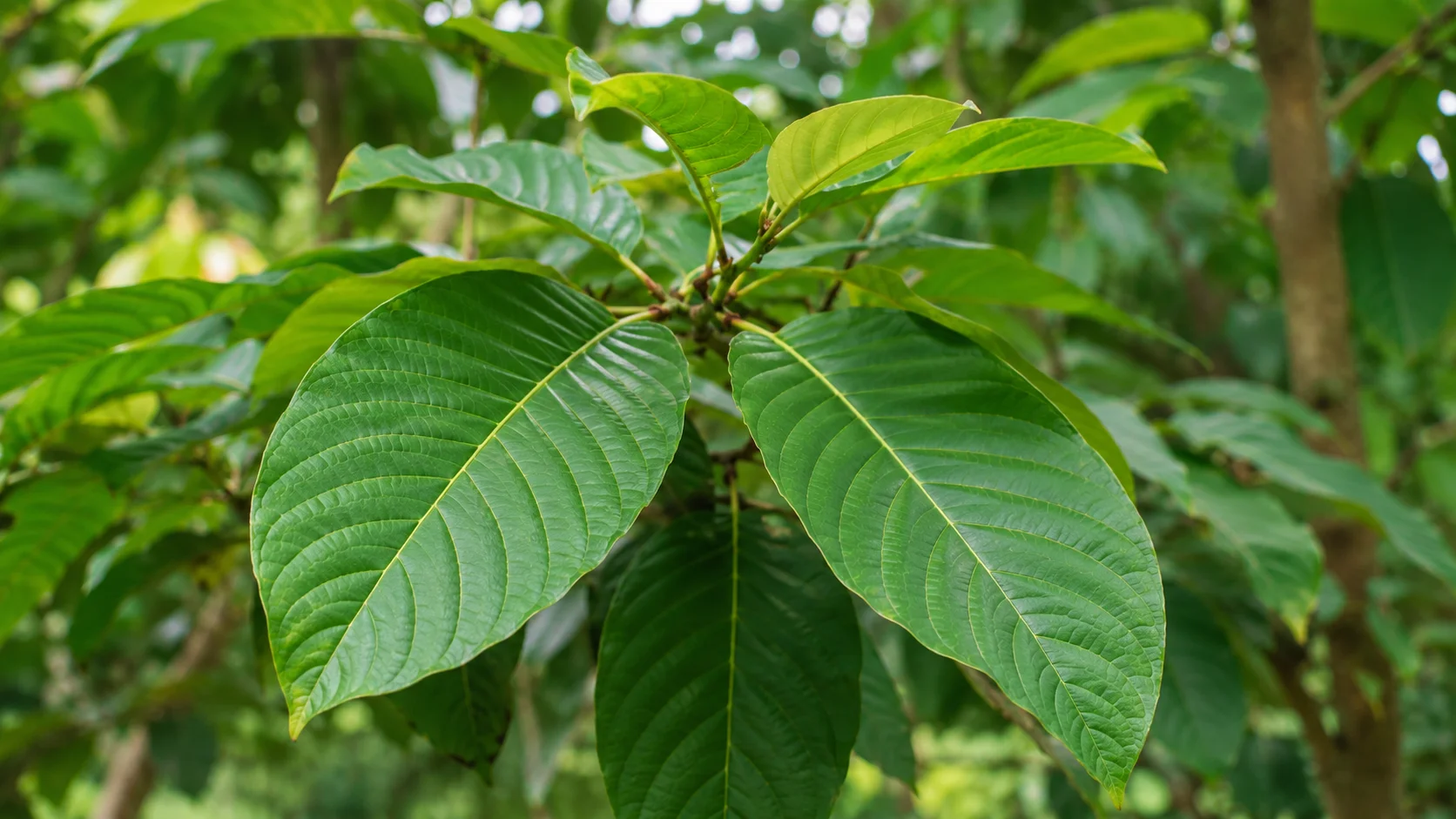 What is Kratom? It’s Effects, Risks, Safety, Research, and US Legal Status